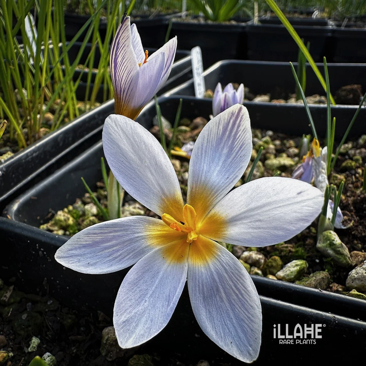 Crocus Time — Illahe Rare Plants